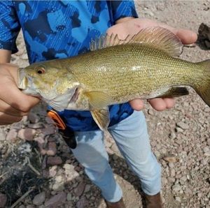 Meet your Posher, Tiny